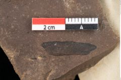 Foto (Detailansicht) von Pinus palaeostrobus Ettingshausen (NHMW-GEO-2024-0188-0202)